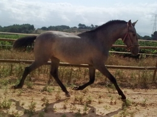 Cabalgamarras